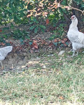 Coppia araucana inglese colore grigio perla