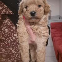 Cucciolo di barboncino