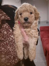 Cucciolo di barboncino