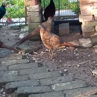 Fagiani dorati rossi novelli