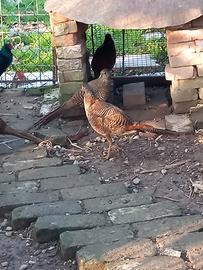 Fagiani dorati rossi novelli