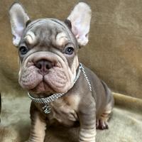 Bulldog francese big rope velvet