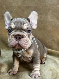 Bulldog francese big rope velvet