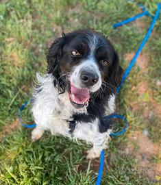 Jack springer spaniel