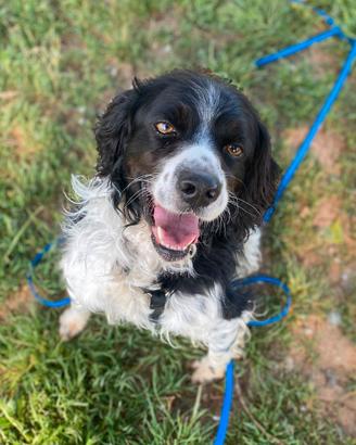 Jack springer spaniel