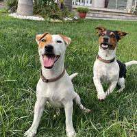 Cuccioli di jack russell