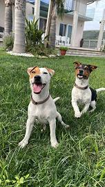 Cuccioli di jack russell