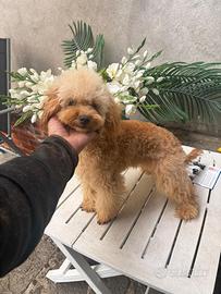 Barboncino Toy al limite albicocca