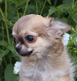 chihuahua cucciolo con pedigree 