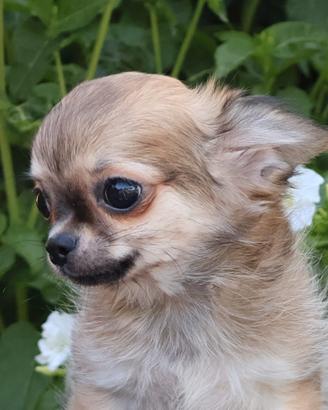 chihuahua cucciolo con pedigree 