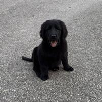 Cuccioli Flat Coated Retriever