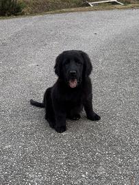 Cuccioli Flat Coated Retriever