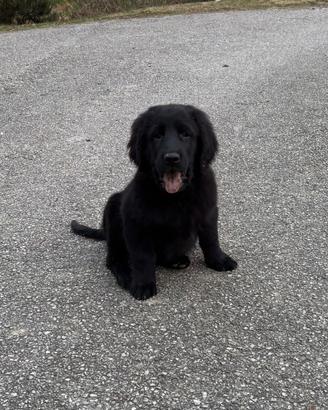 Cuccioli Flat Coated Retriever