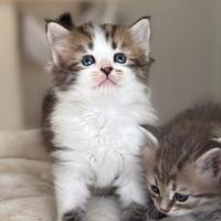 Gattini siberiani e neva masquerade