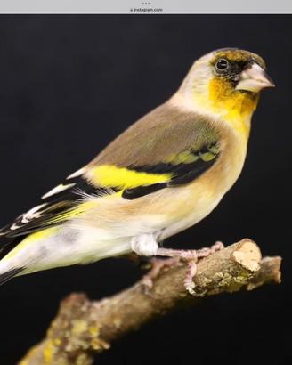 Coppia lucherini