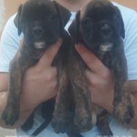 Cuccioli di boxer