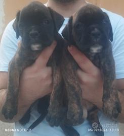 Cuccioli di boxer