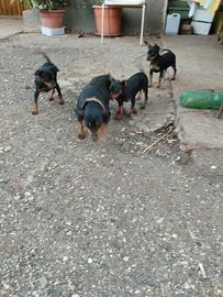 Cuccioli di Pincher