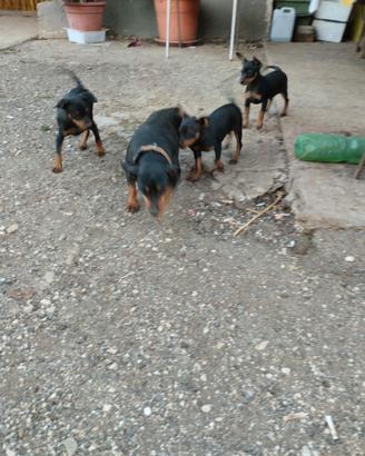 Cuccioli di Pincher