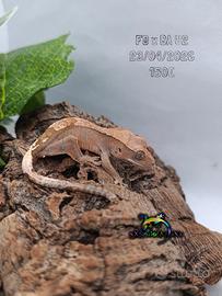 Ciliatus FoxBaU2