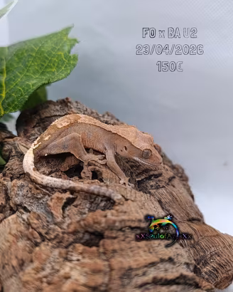 Ciliatus FoxBaU2
