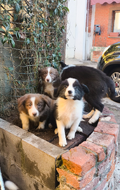 Border collie con pedigree