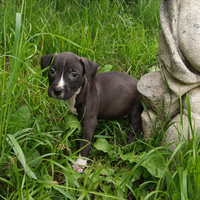 Amstaff cuccioli American Staffordshire Terrier