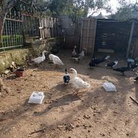 Oche romagnole e tolosa