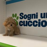 Maltipoo albicocca mini toy barboncino maltese