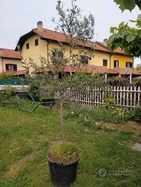 ulivo