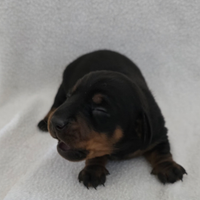 Bassotti con pedigree