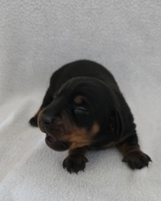 Bassotti con pedigree