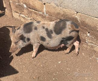 Minipig giuliana