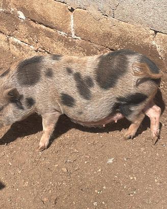 Minipig giuliana