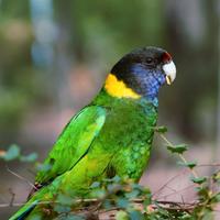 Pappagalli coppie e singoli all.a mano