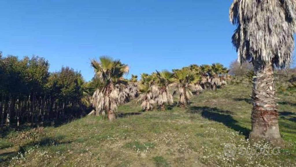 Immobile in asta di 31390 m² a Ripatransone - Vista 2