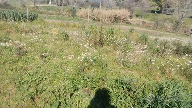 Roseto degli Abruzzi