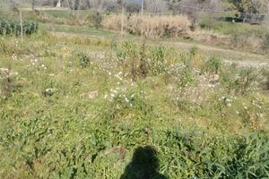 Roseto degli Abruzzi