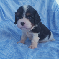 Cuccioli di cavalier king con pedigree ENCI