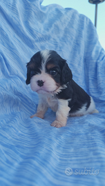 Cuccioli di cavalier king con pedigree ENCI