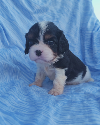 Cuccioli di cavalier king con pedigree ENCI
