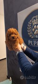 cuccioli barboncini red toy varie taglie promo 
