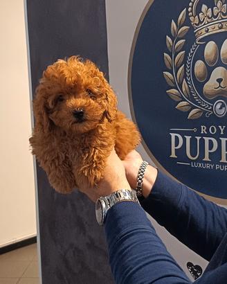 cuccioli barboncini red toy varie taglie promo 