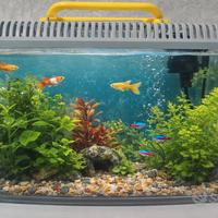 Acquario 30x15x21 9 lt con filtro + piante omaggio