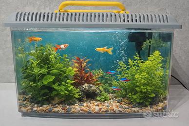 Acquario 30x15x21 9 lt con filtro + piante omaggio