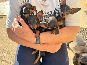 Cuccioli di pincher neri fuocati