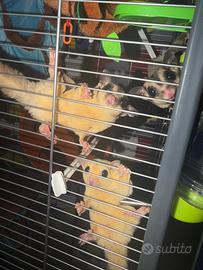 Colonia petauri dello zucchero + Gabbia XXL access