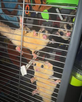 Colonia petauri dello zucchero + Gabbia XXL access