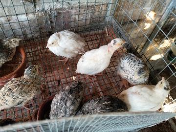 Disponibili Quaglie Jumbo a Cosenza