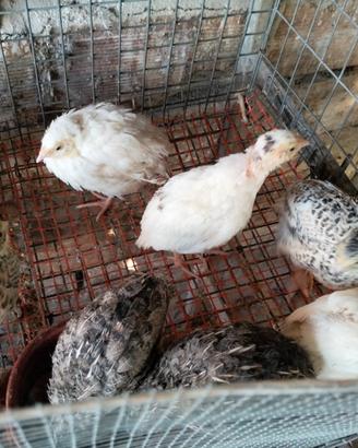 Disponibili Quaglie Jumbo a Cosenza